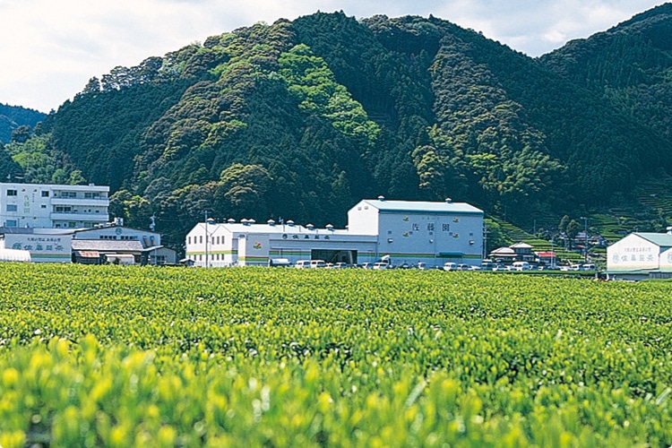 特定保健用食品》 緑の抑茶(よくちゃ)｜テレビショッピング・通販のダイレクトテレショップ